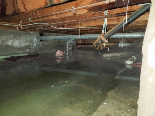 Best Water damage contractors near me  in Manteo, NC
